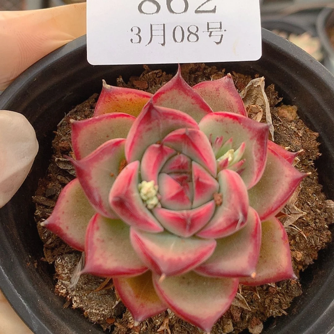 【闪购商品】云862