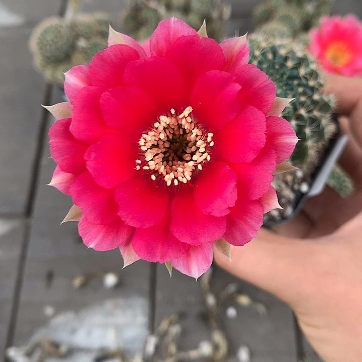 320 实生丽花6厘米盆