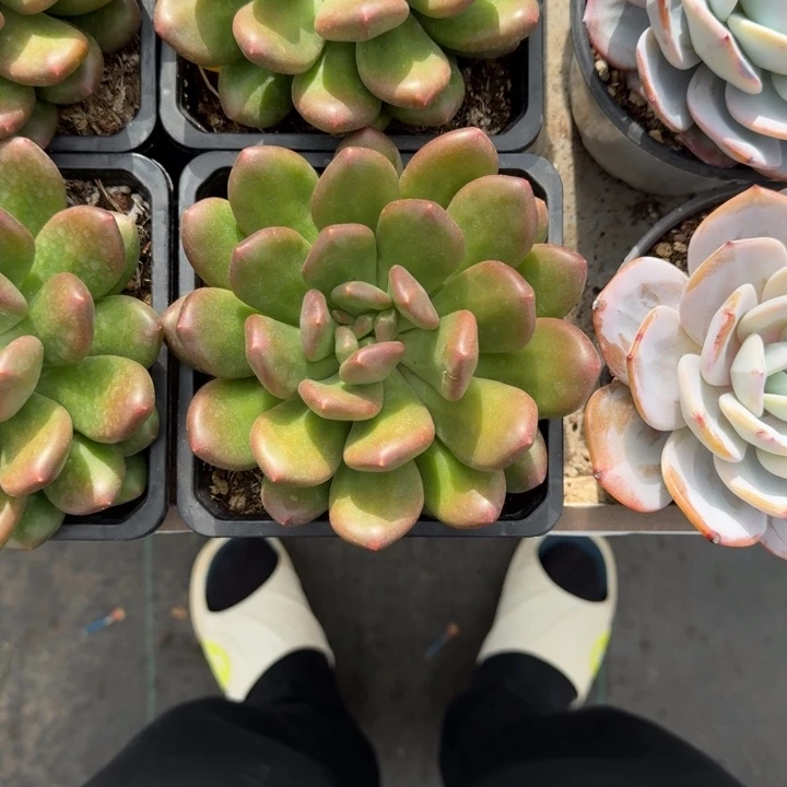 塔尔萨 单头 一物一拍