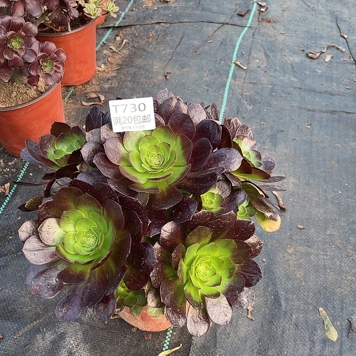 730黑魔多肉法师多肉