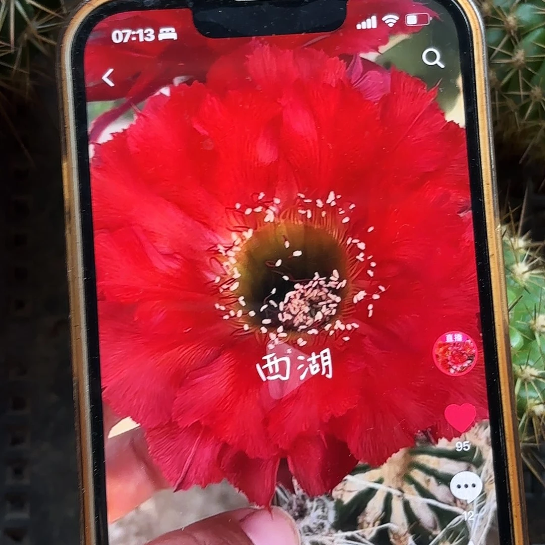 16-100彩侧牙20包邮21