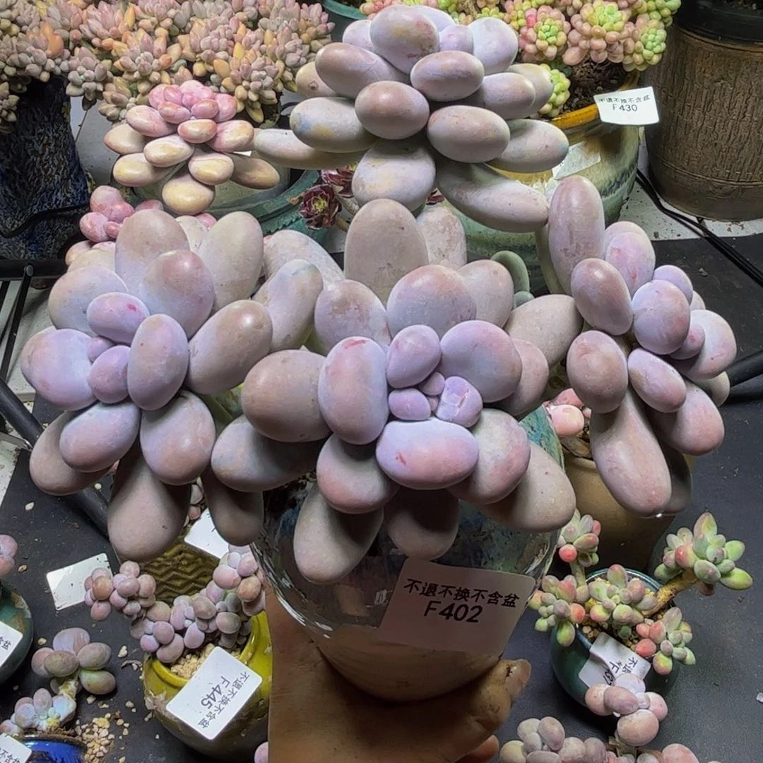 芭比奶酪402/15cm多肉