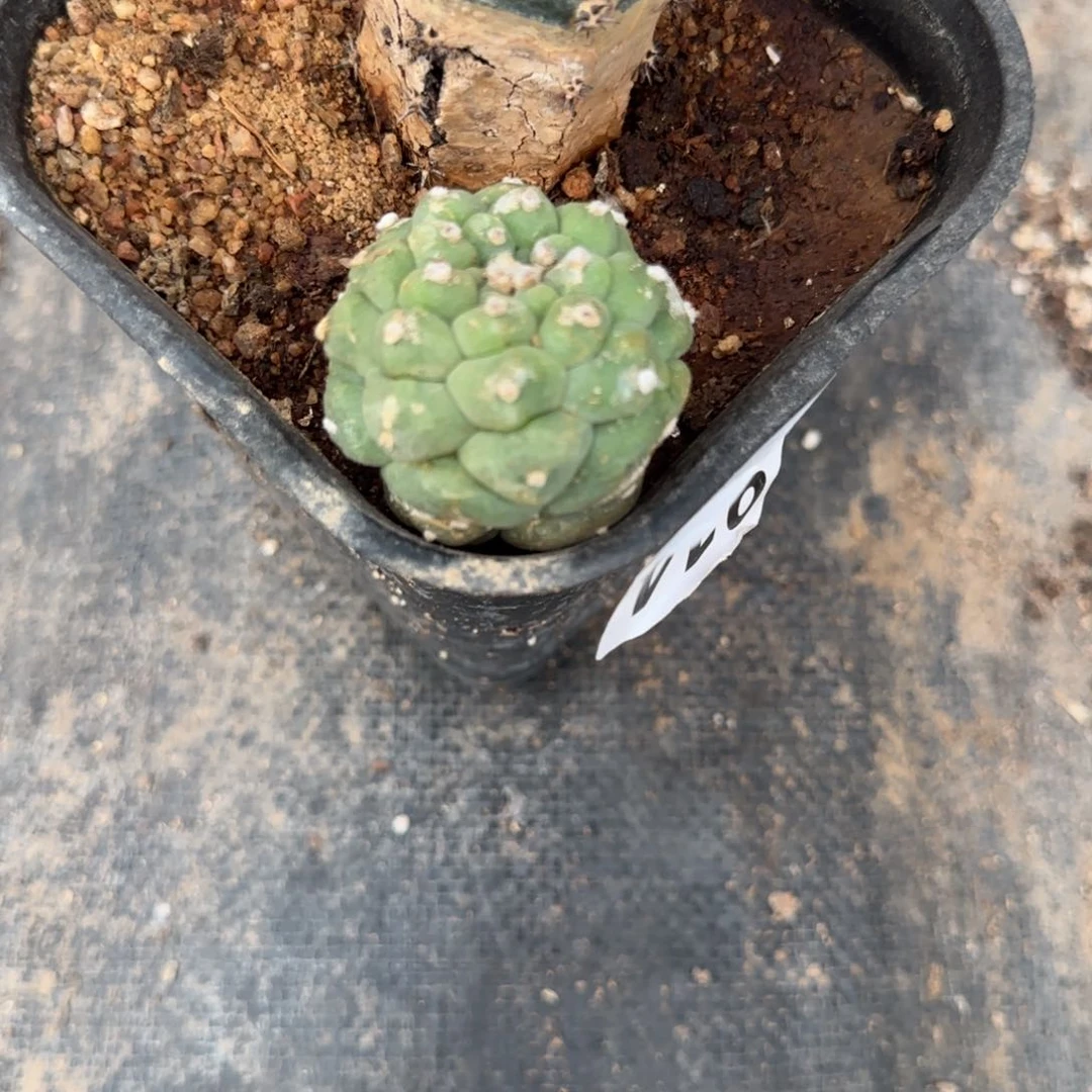 【闪购商品】无花朵无*大尤无根914