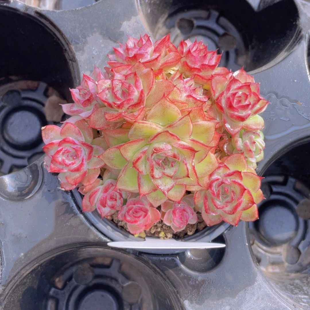 765号边线女王手捧母本大群生一个不包整