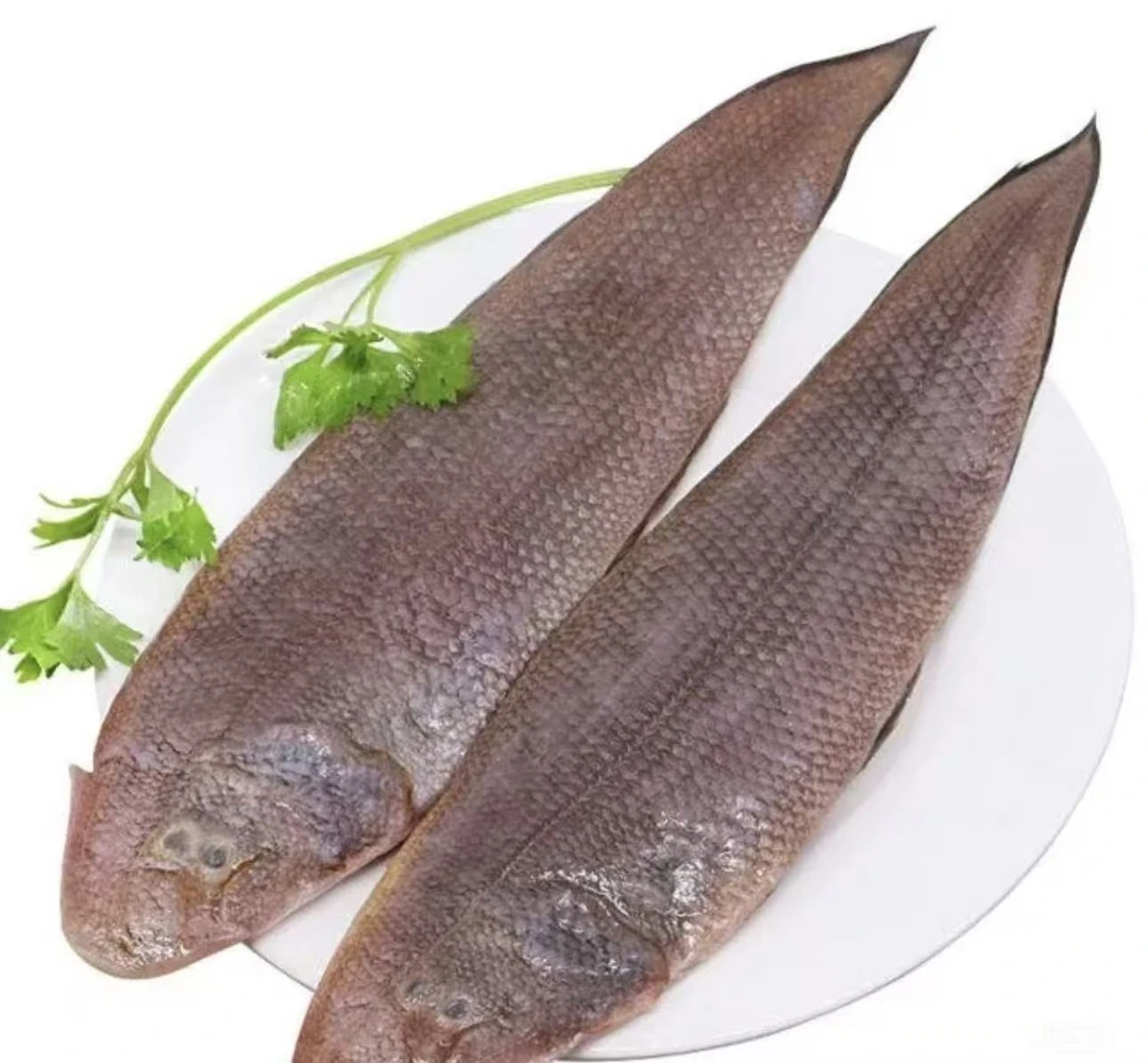 湛江野生新鲜龙力鱼【5-7条/斤】顺丰包邮！