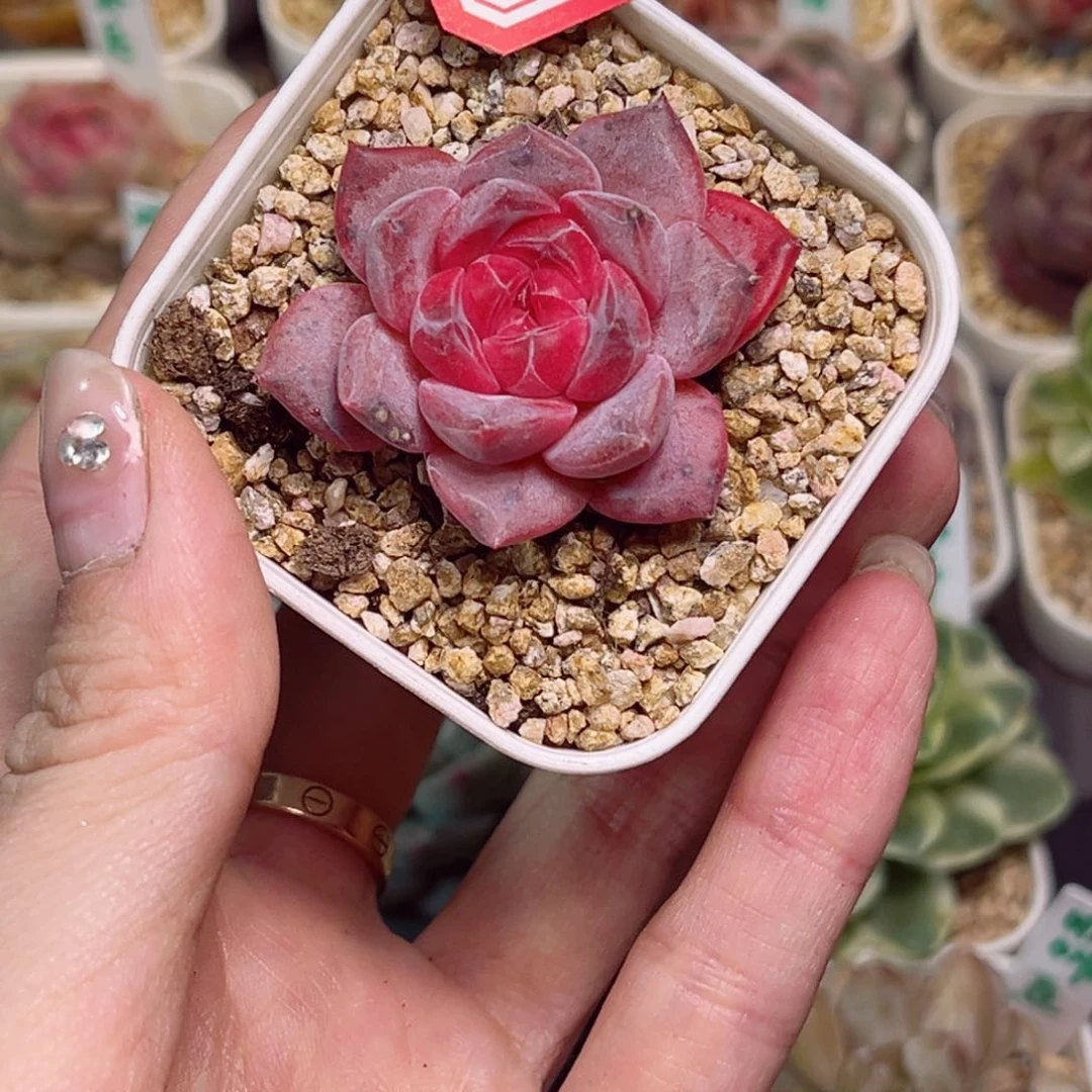 G562天使灵姬一物一拍