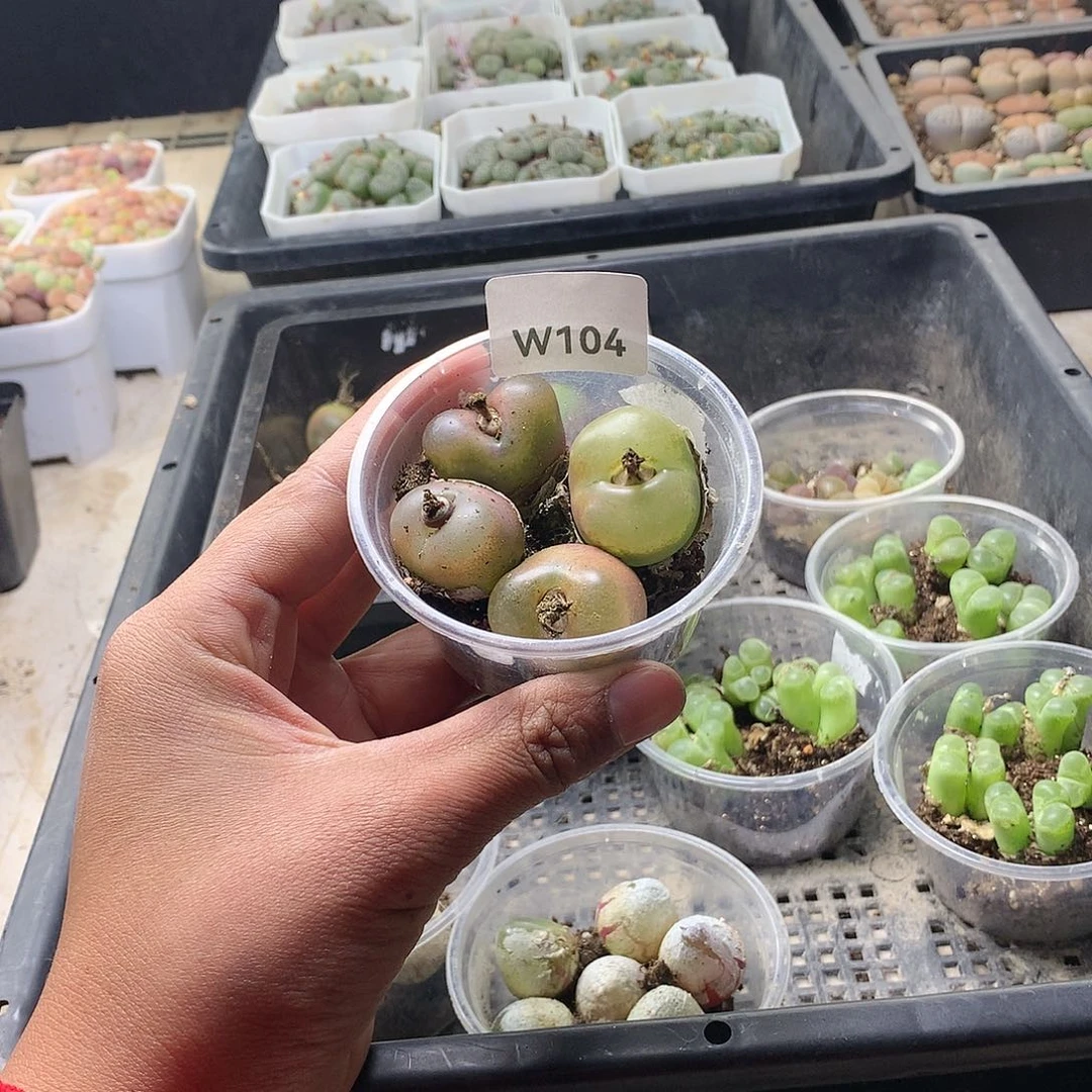 ℳ****W104多肉植物保护研究所