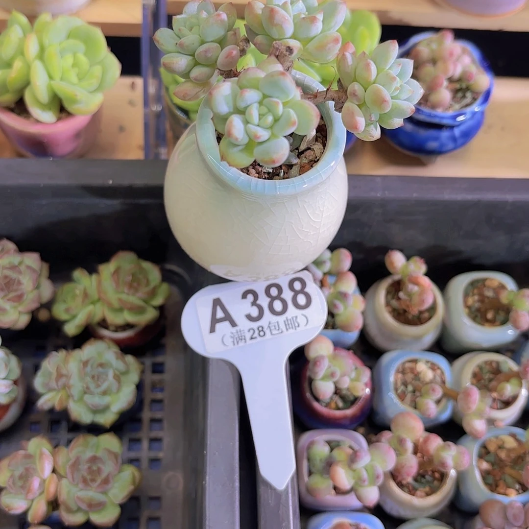 A388奶糖一物一拍