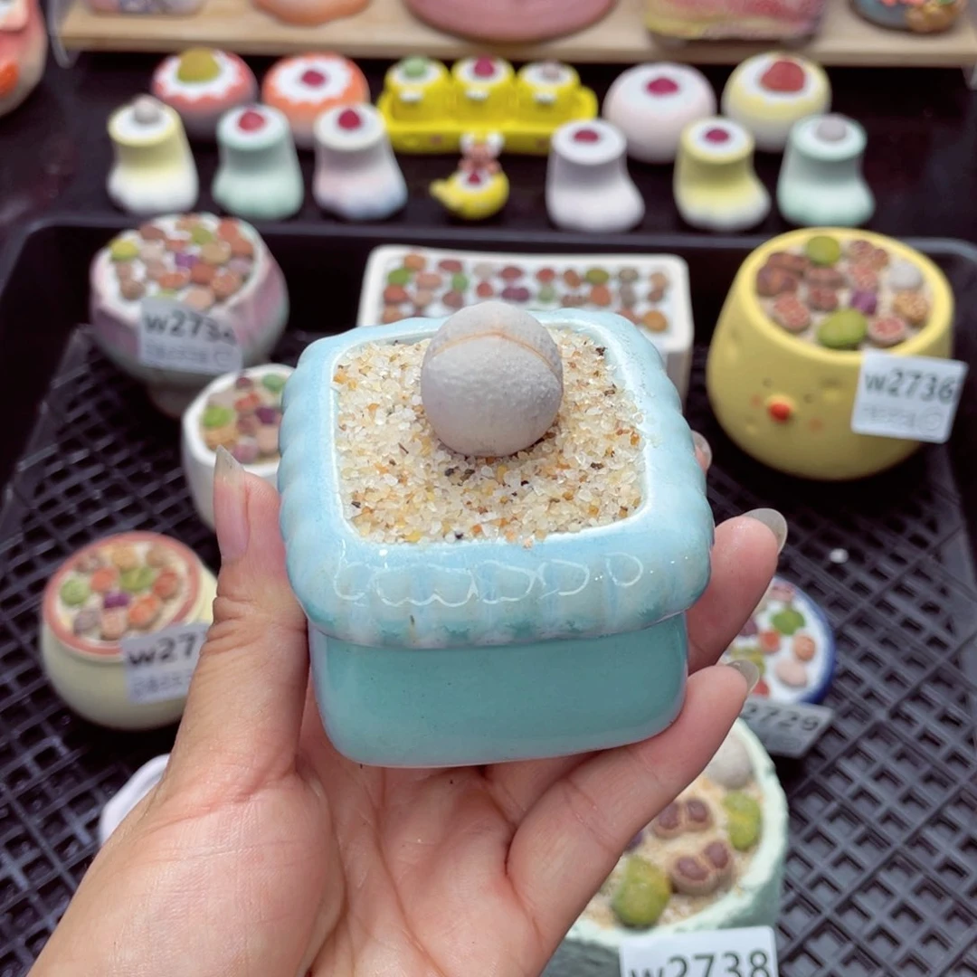 w2740 带盆土发货一物一拍