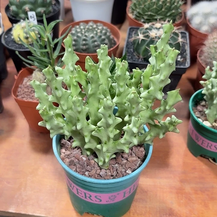 熬***军白珊瑚仙人球1234