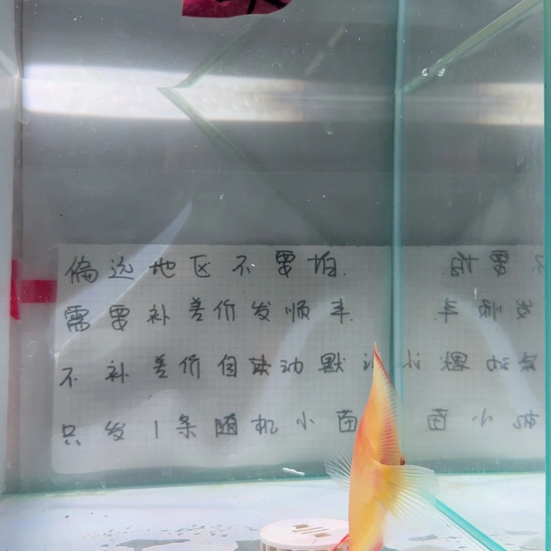 七彩神仙鱼肉身7-8偏远地区不拍