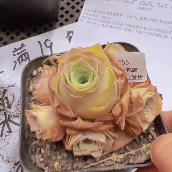 655 裸根不带土发货