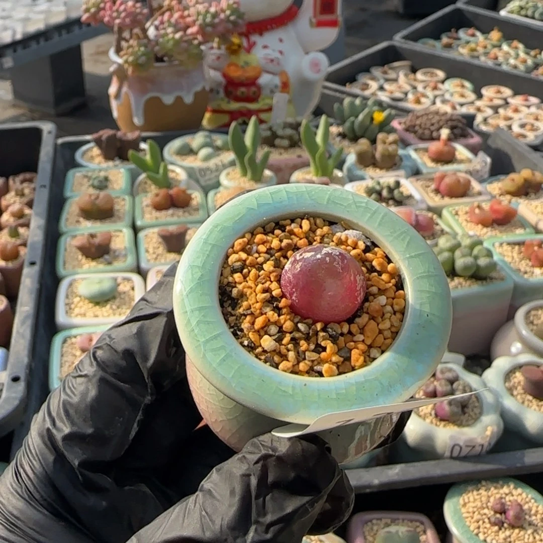 1201-一物一拍 带盆