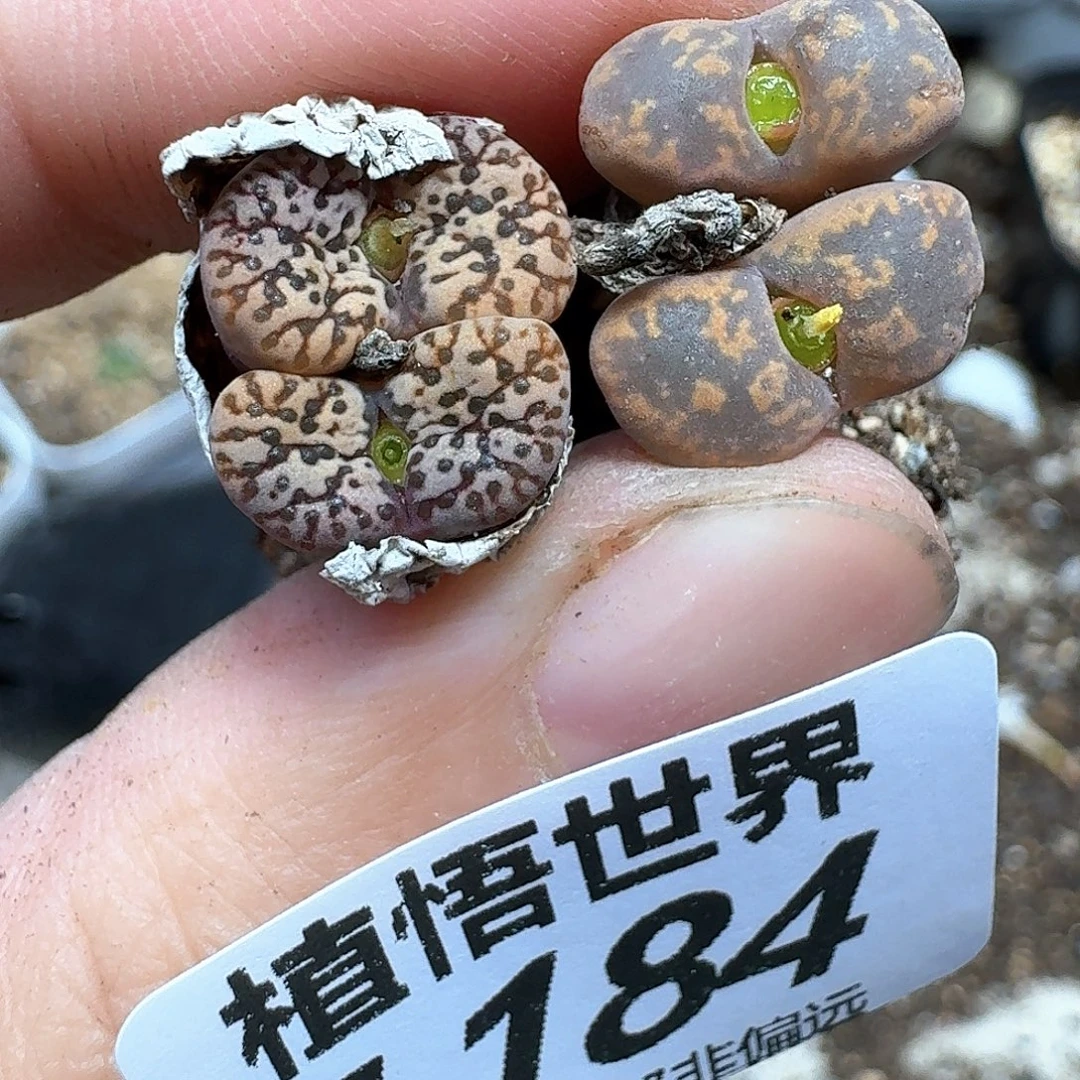 多肉植物的是wbhnj