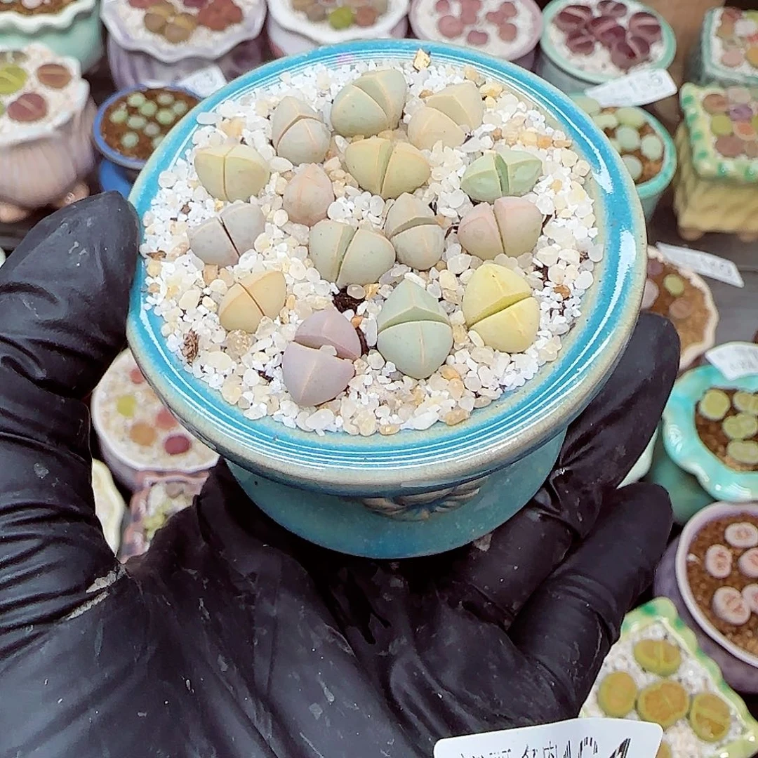 生石花18包邮0930-164