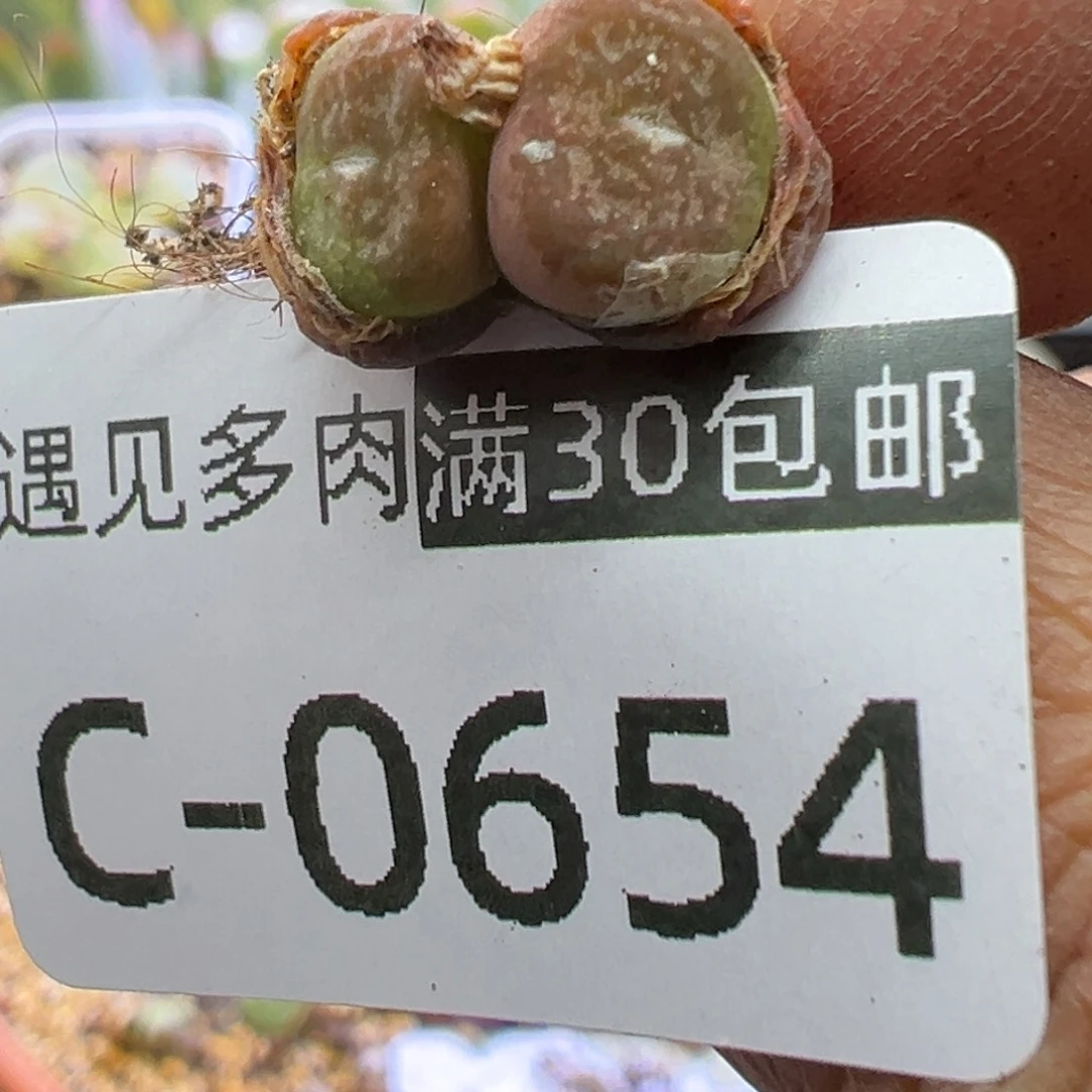 多肉植物11111111111111111
