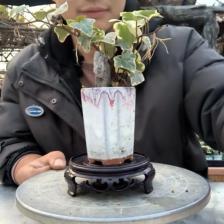 青**墨小盆景小植物一物一拍261