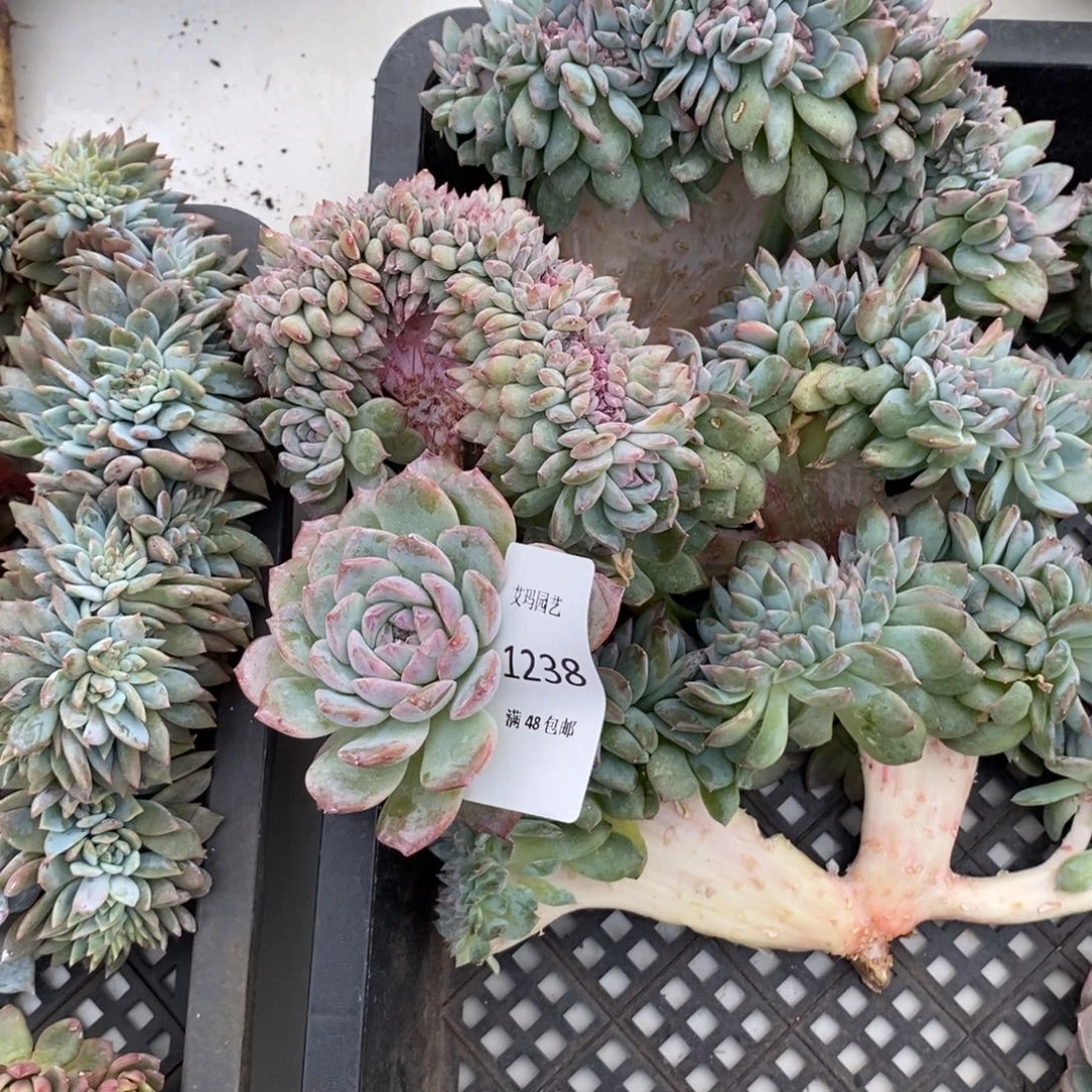 粉冰魄缀化多肉多肉微瑕238