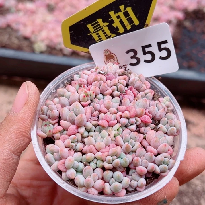 多肉植物多肉植物