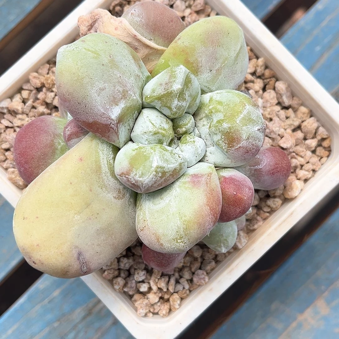 红拇指三头带盆发