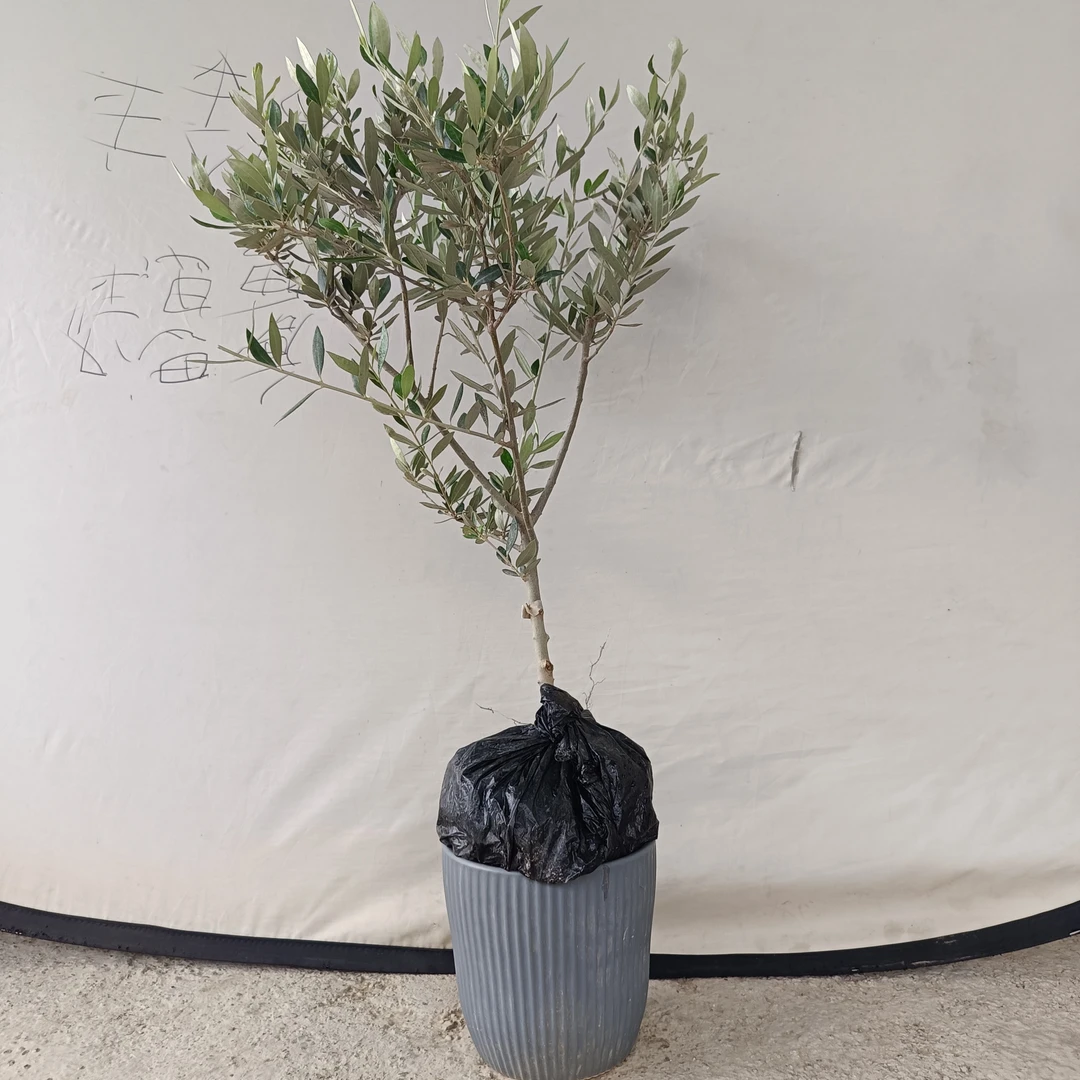 油橄榄绿植室内绿植盆栽室内家居装饰客厅办公桌面植物橄榄树