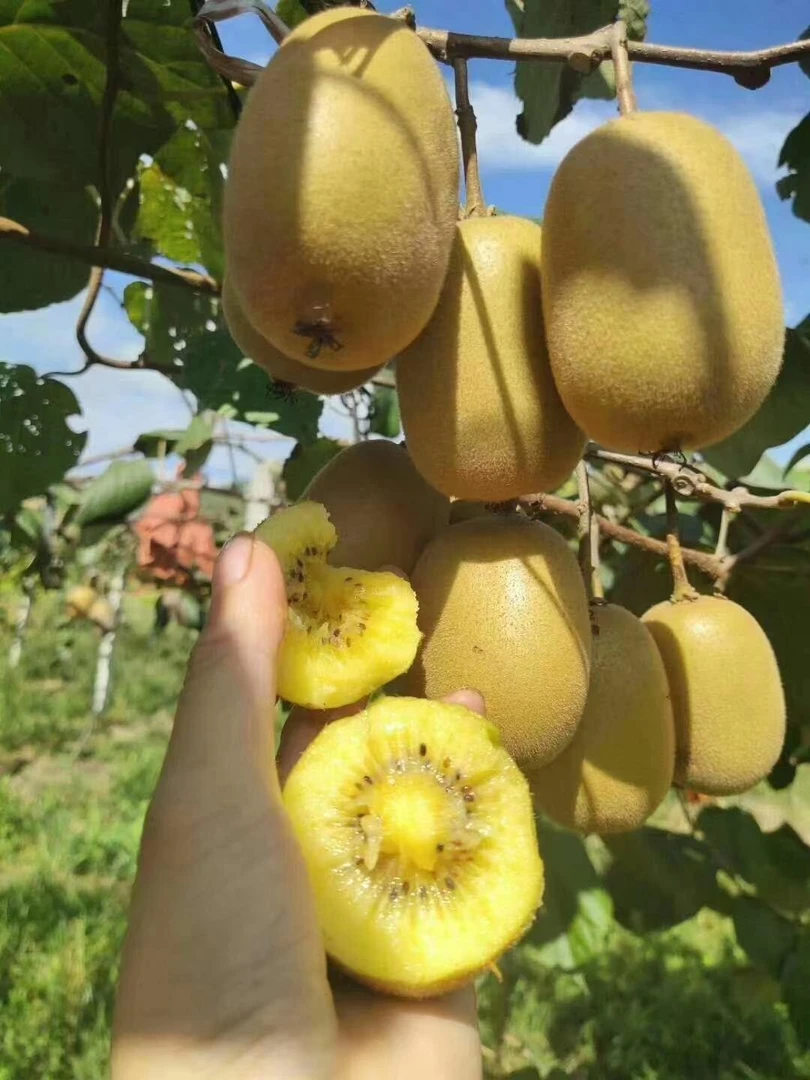 林芝察隅猕猴桃当季水果30颗小果和24颗中果