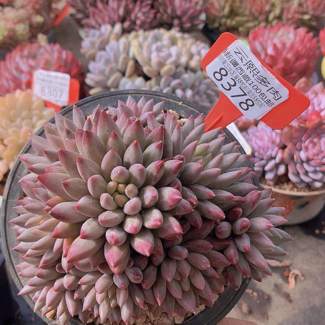8378车厘子。   多肉植物