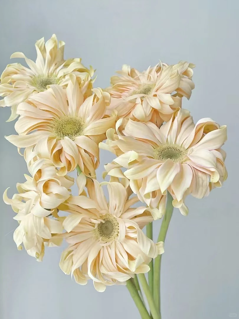 【花汀私享】10支香格里拉-非洲菊