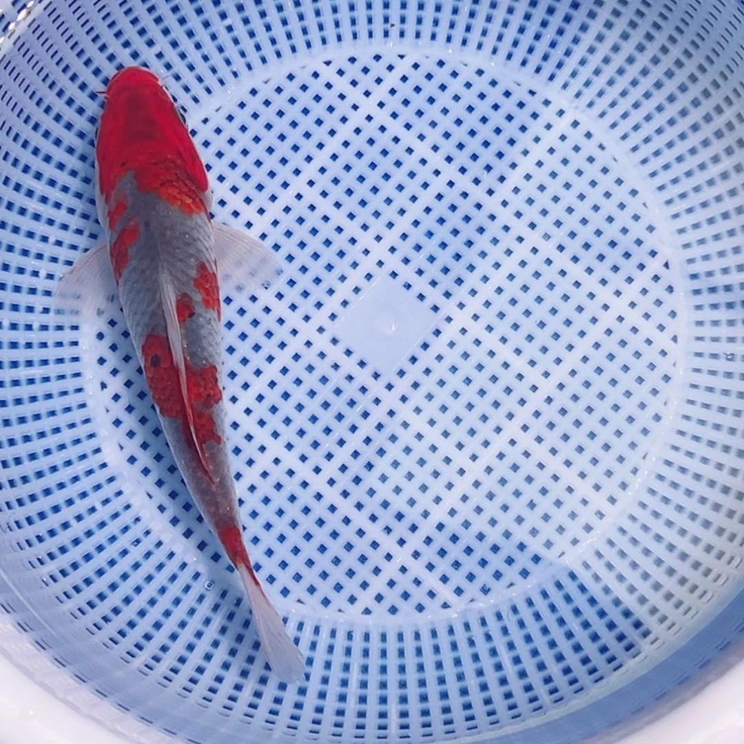 锦鲤锦鲤观赏鱼1111