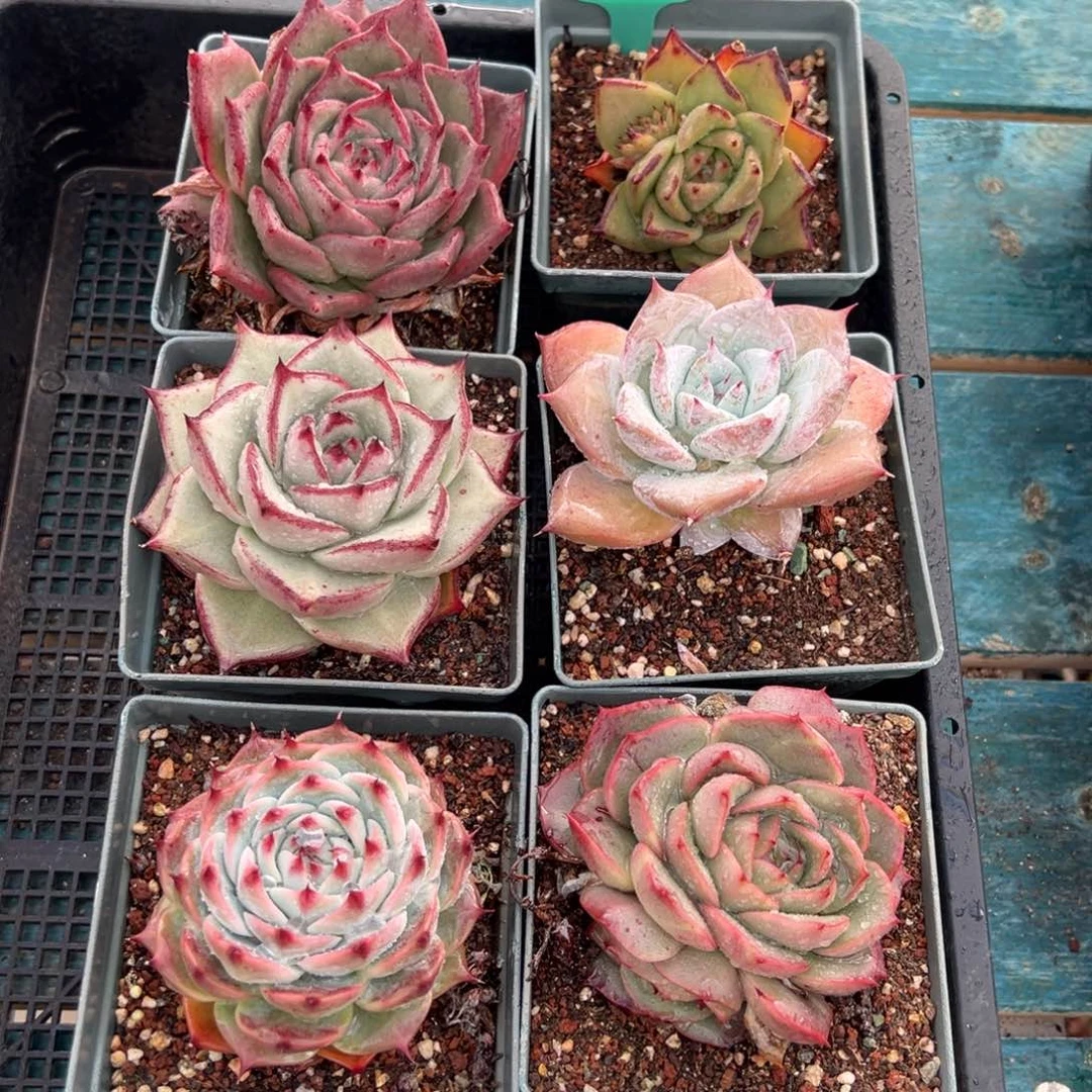 从前慢多肉精选编号0121.81