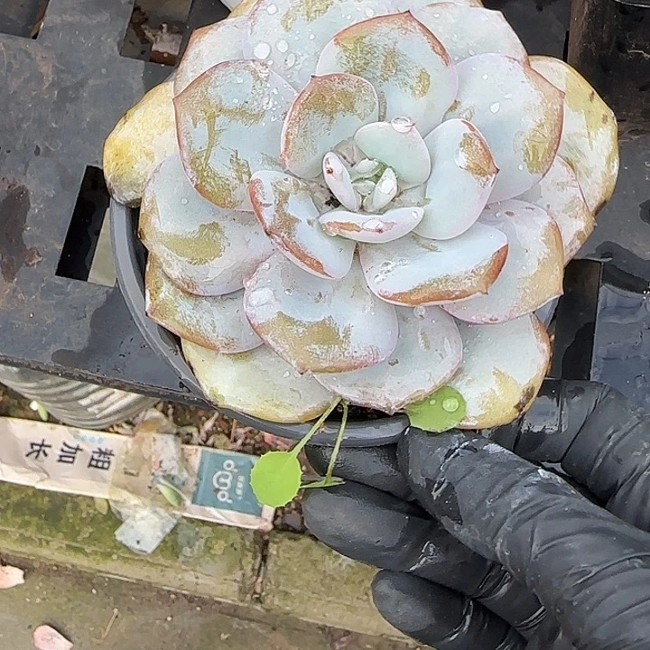 青蛙王子儿童牙膏11