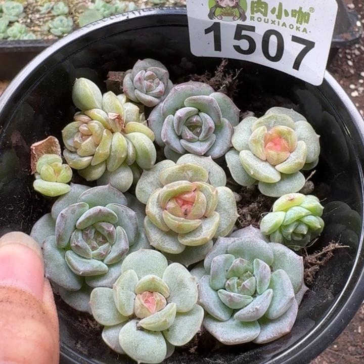 无花朵多肉植物多肉植物