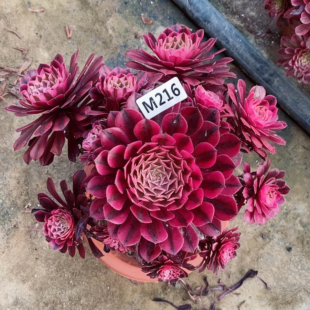 216黑铜白44444444老桩