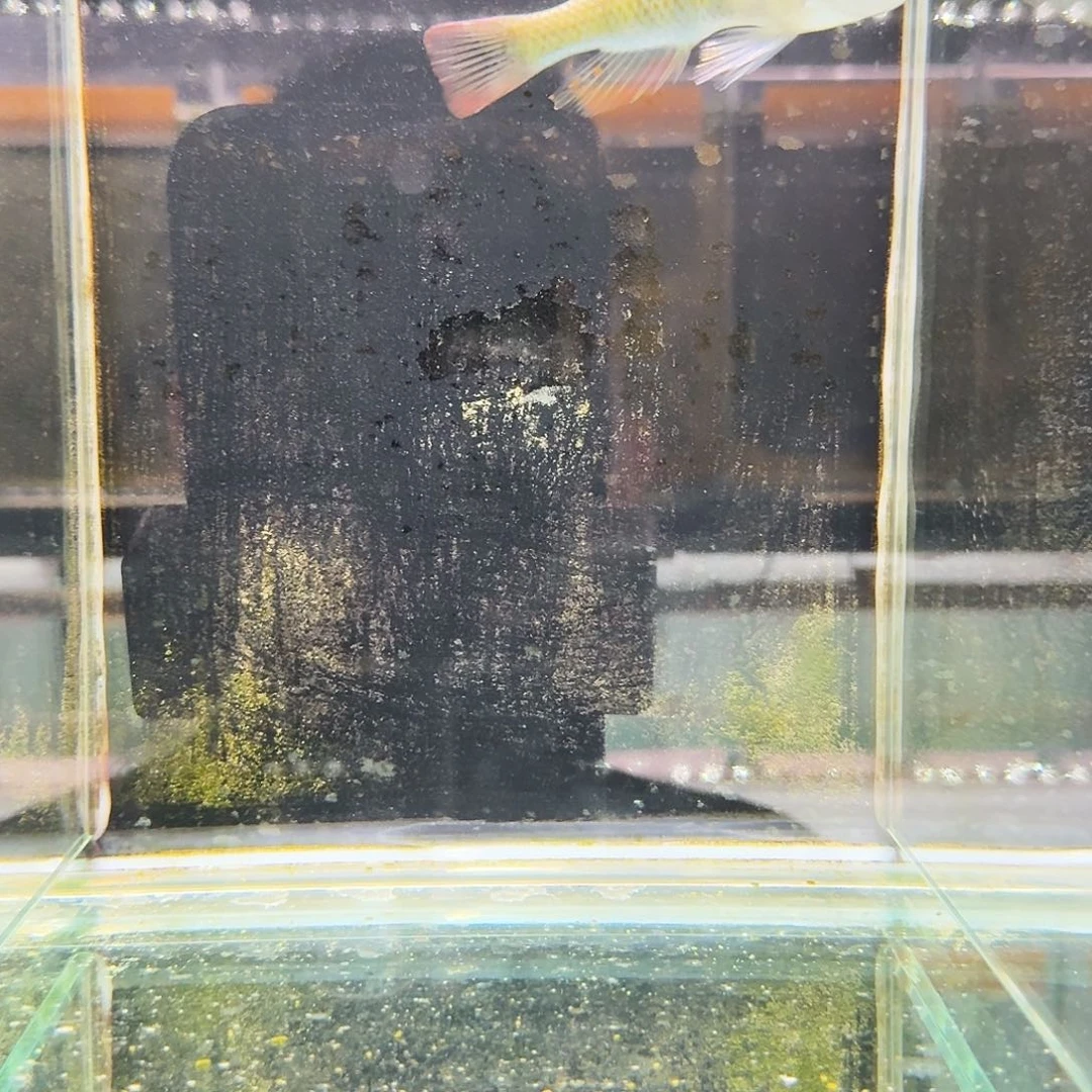 慈鲷318厚皮。