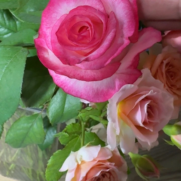 无花朵出色扦插小苗