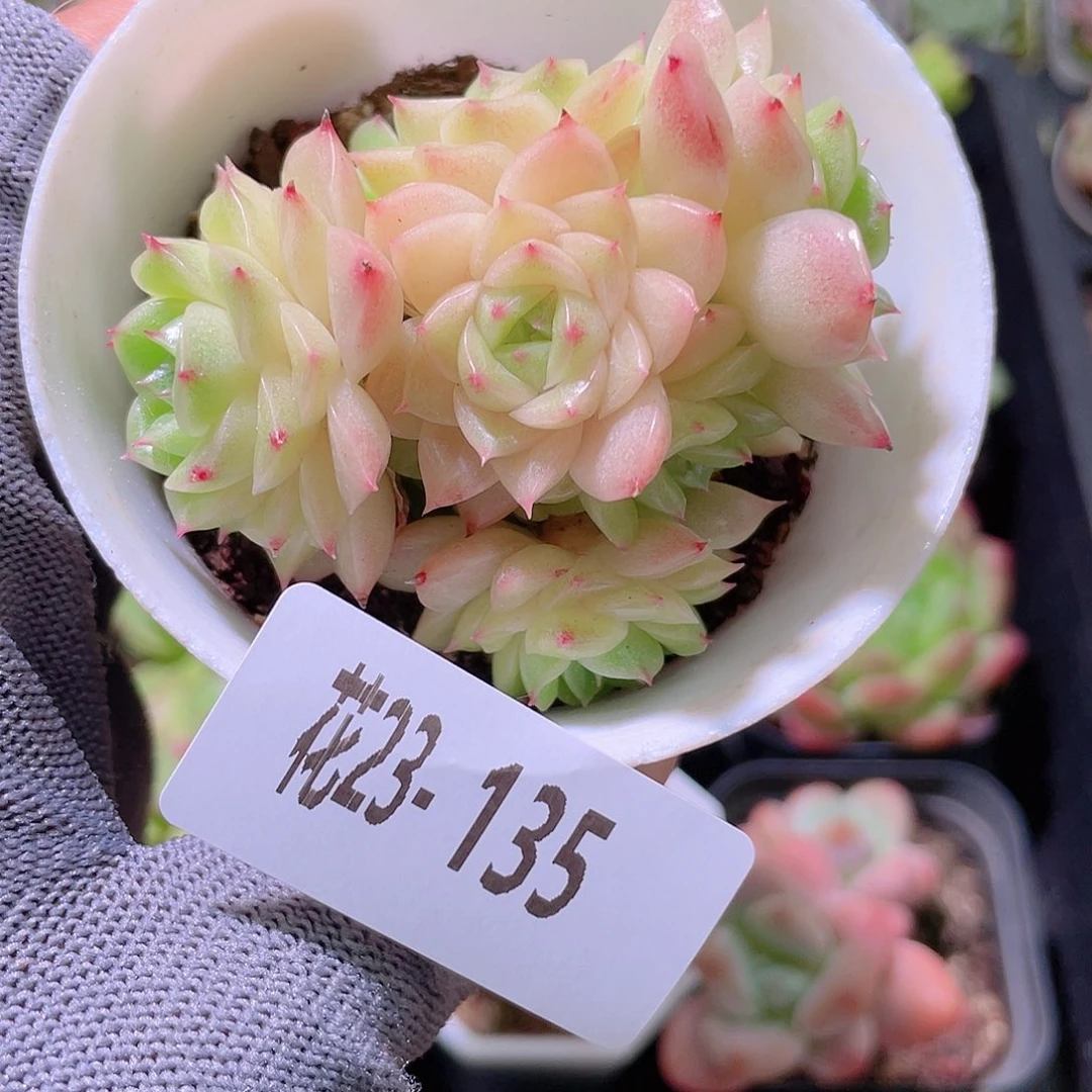 花利美23-135麦秆群
