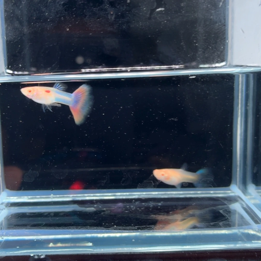 孔雀鱼极光彩虹一对（13）