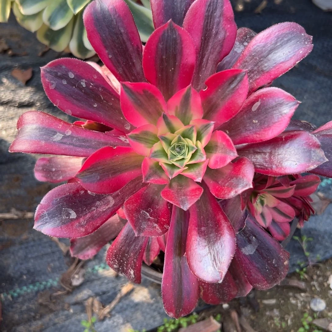 多肉植物美杜莎手捧