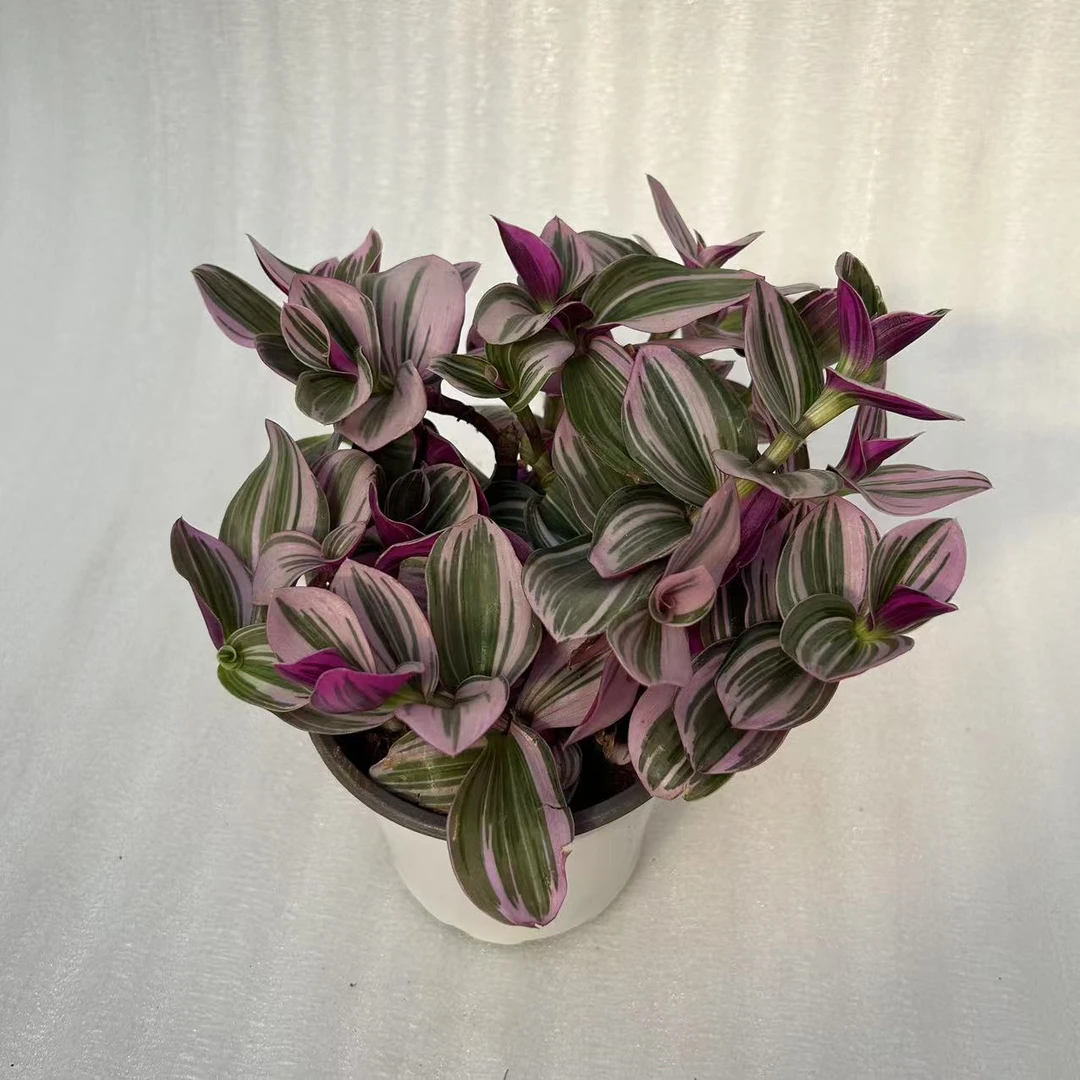 油画婚礼盆栽绿植观叶植物 延