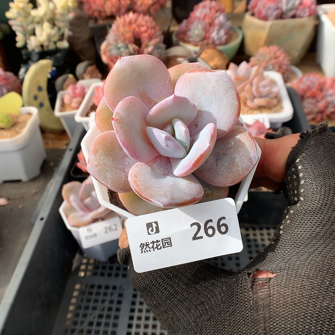 266奶茶多肉植物6666