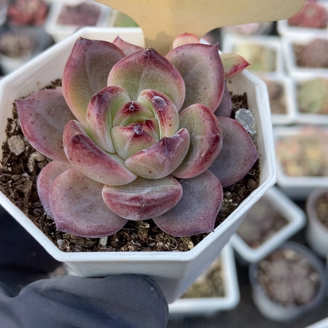 520夜魔侠多肉植物