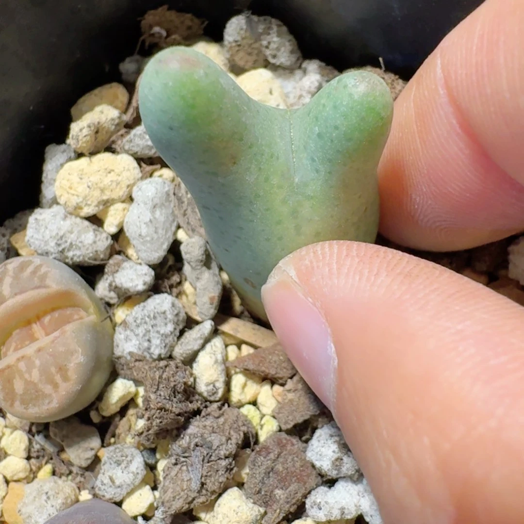 脱土发货..........