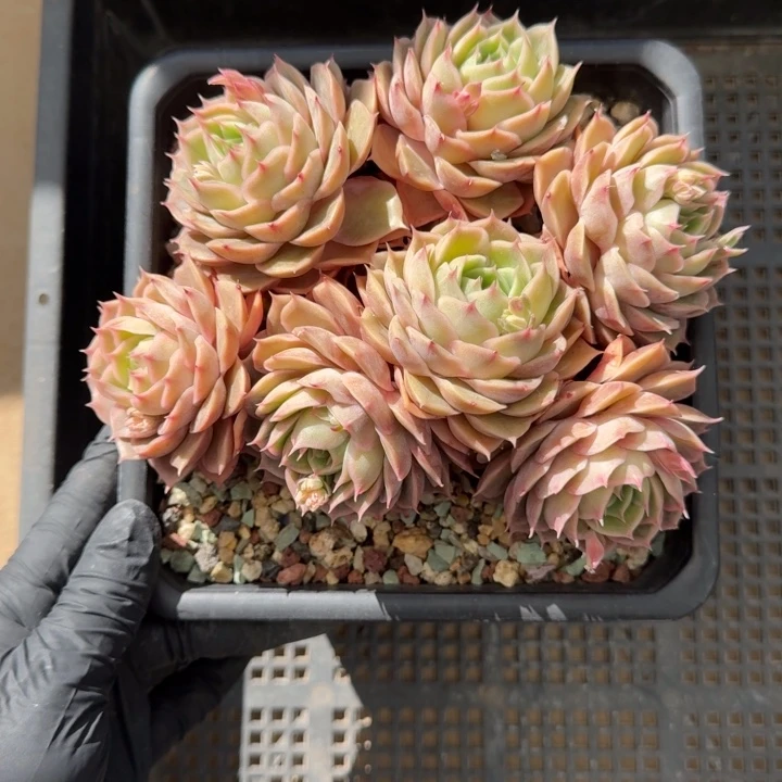 G****琴14厘米左右一物一拍有砍