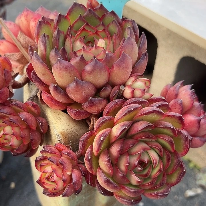 23宝丽一个脱土多肉