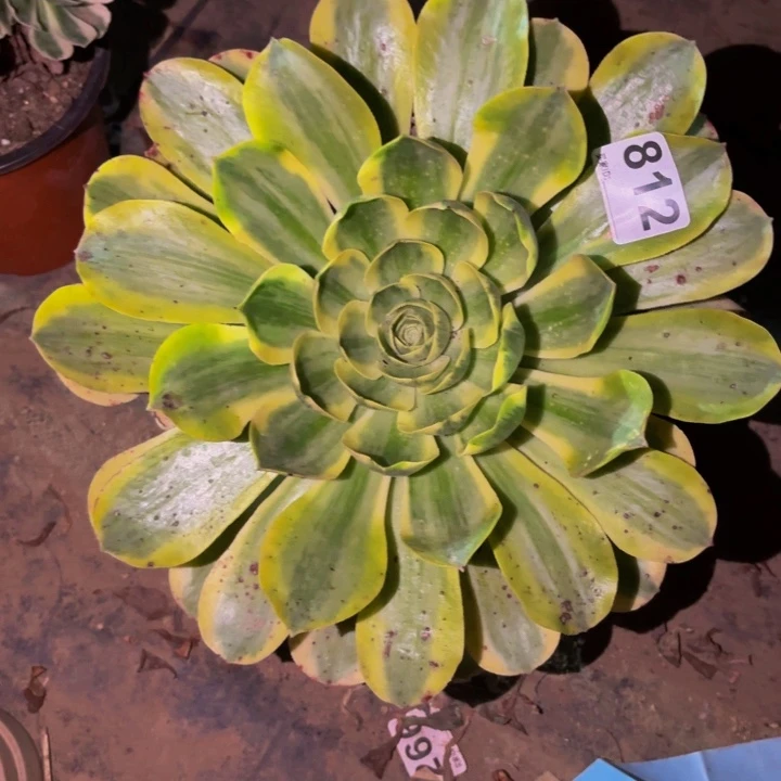 812加州香炉盘锦多肉植物