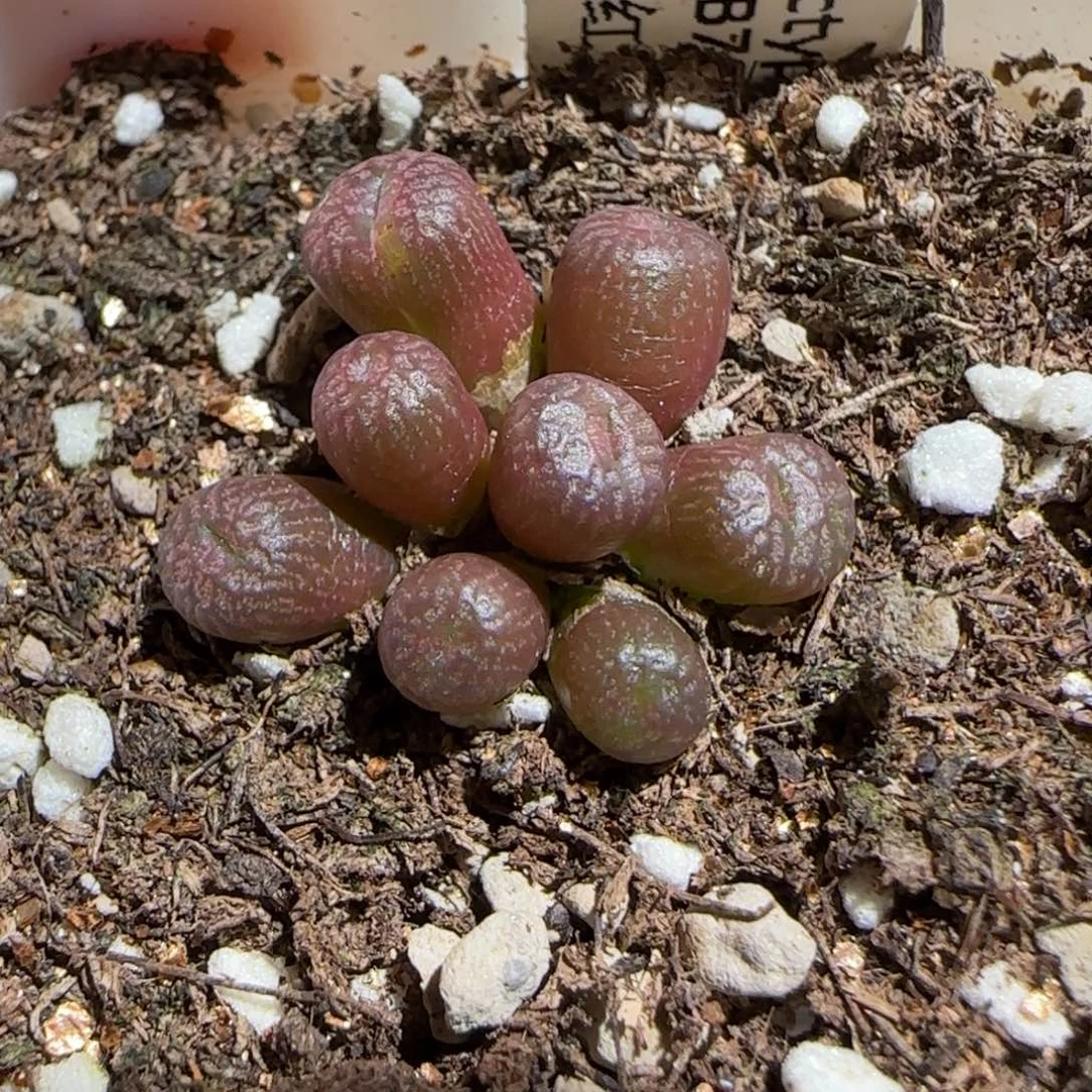 肉锥多肉植物组合-流水铜壶有疤812