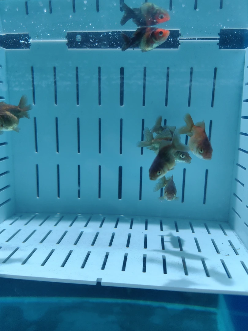 玛丽鱼苗一组三条包邮包开箱