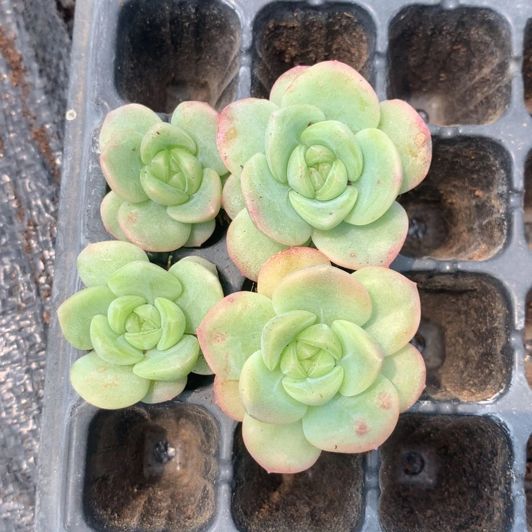 碗***子兔子专拍一组四个包邮