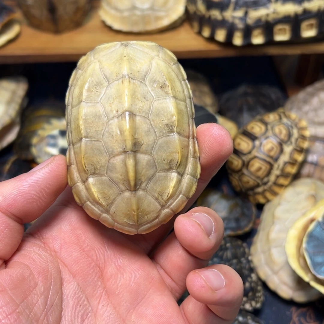 皮***鱼呀呀呀呀呀呀呀呀