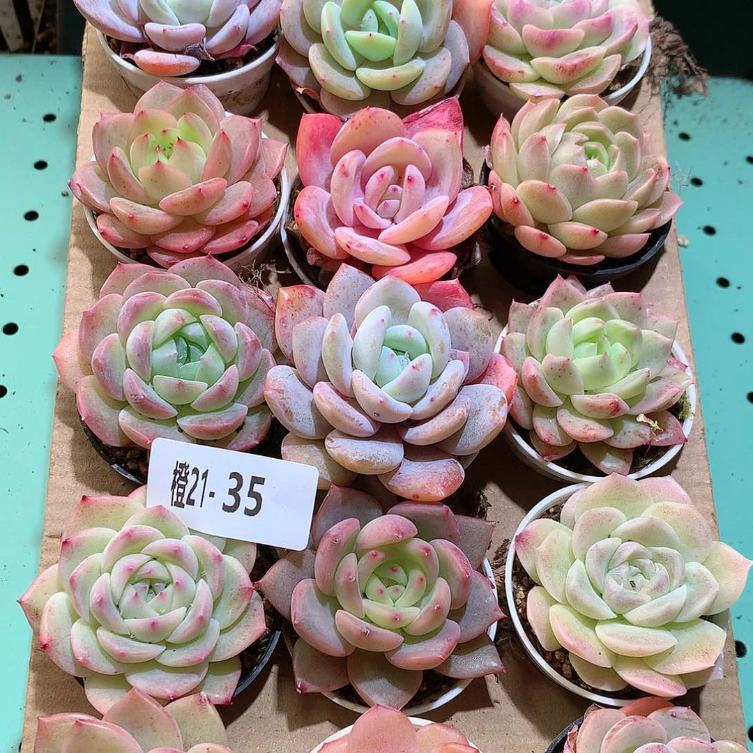 21-35一物一拍带盆18颗。